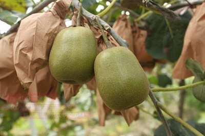 2020年四川紅心獼猴桃產地批發與團購價格分析