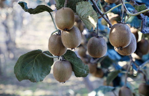 幫農(nóng)助農(nóng)酷消銷賦能 周至獼猴桃銷售產(chǎn)業(yè)走上快車道