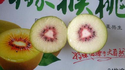 播州三岔迎豐收 紅心獼猴桃采摘忙